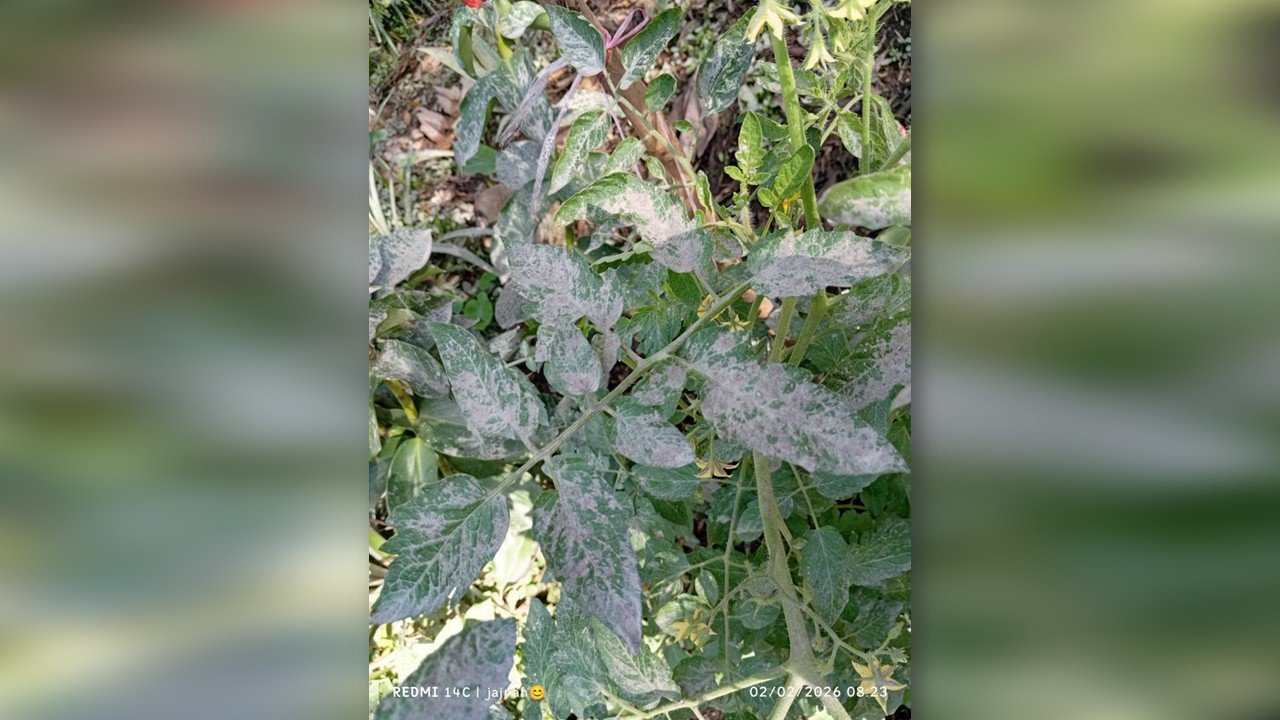 Isang bayan sa Albay, binalot ng ashfall mula sa Bulkang Mayon