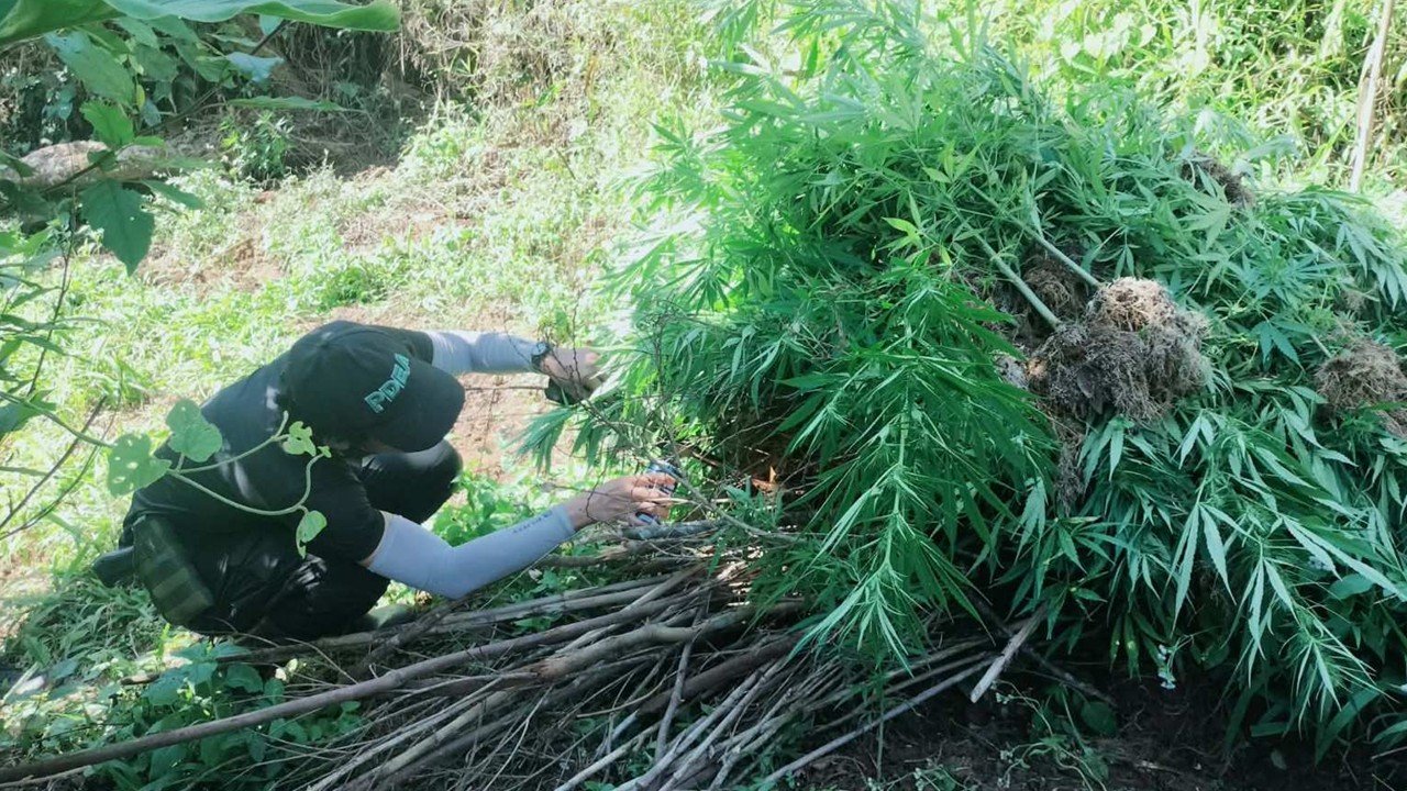 ₱3.9-M halaga ng marijuana, nasira sa eradikasyon sa Benguet